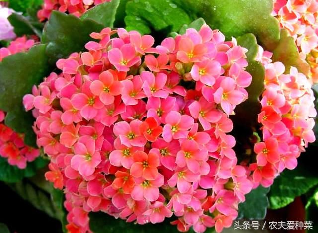 冬天就养这5种盆栽,花艳量大,越开越漂亮