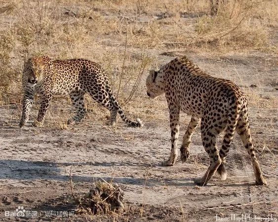 花豹和猎豹图片