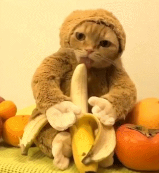 卖萌神器自制12张超级可爱猫咪清晰动态图