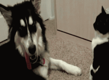 萌宠萌萌哒:两只金毛,这表情真的是生无可恋,萌死啦