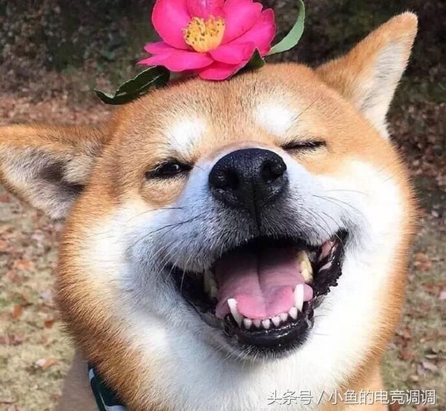 lol狗头全部的口头禅有哪些?