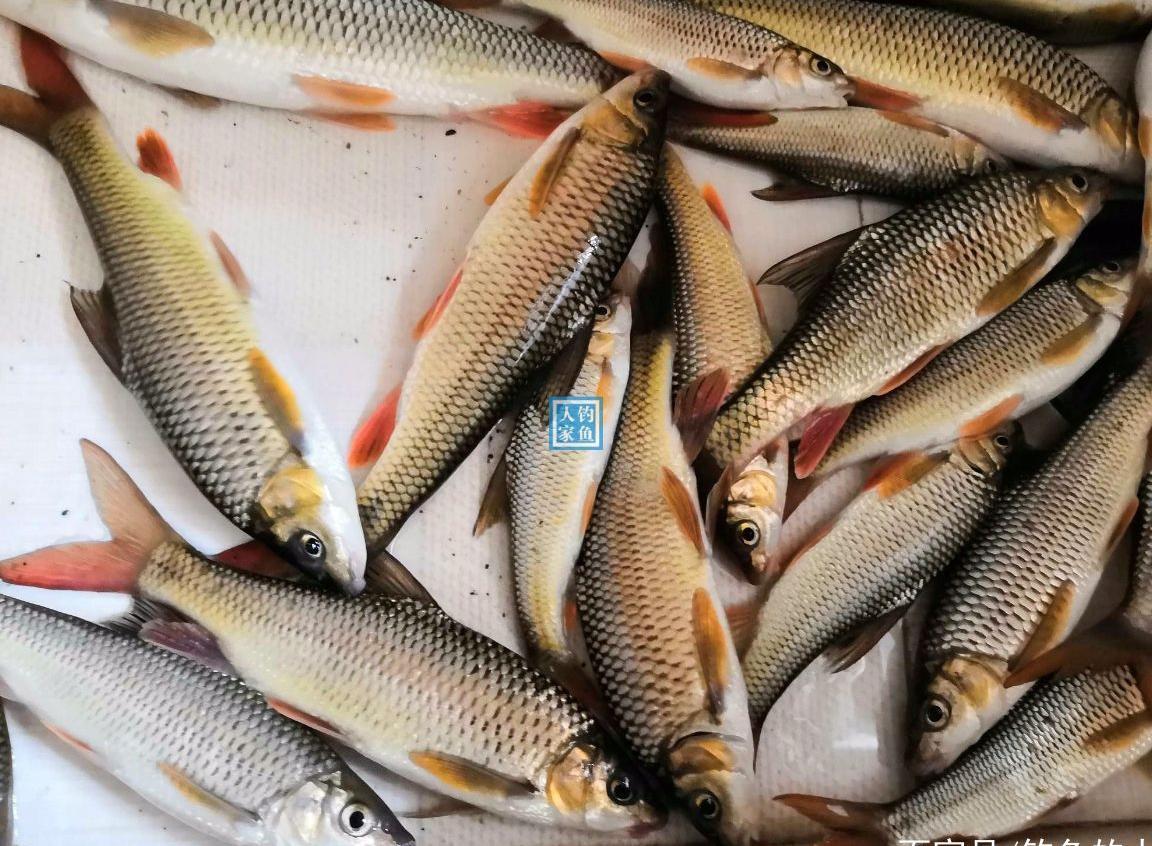 澜沧江里消失的鱼种：中国结鱼，云南当地百姓俗称“红翅膀” - 哔哩哔哩
