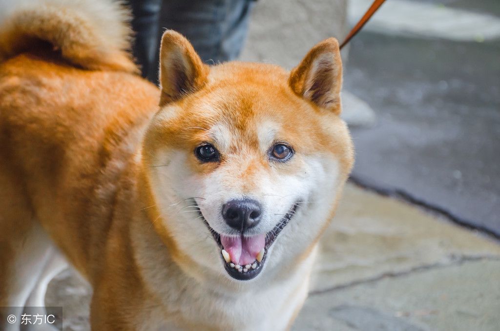 6个方面让你更了解柴犬,就是行走的表情包笑容暖暖的柴犬