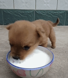 爆笑gif:开始的开始,我以为自己是个孩子