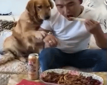 金毛护食,气得主人直接端来一大盆肉,狗狗变脸比翻书还快