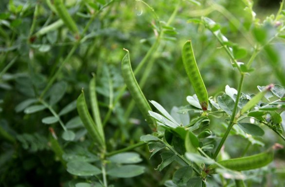 野豌豆 野豌豆,别名救荒野豌豆,马豆草,野绿豆,野菜豆,薇等,野豌豆