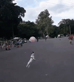 搞笑gif:大师,你说我找女友是找漂亮的,还是贤惠的?