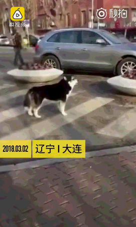 壁纸 动物 狗 狗狗 271_453 竖版 竖屏 手机 gif 动态图 动图