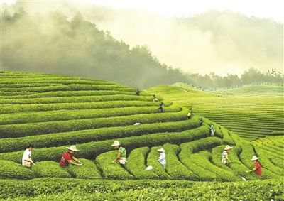 "武阳春雨"杯最美茶山摄影大赛获奖作品选登