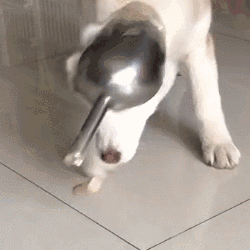 壁纸 动物 狗 狗狗 250_250 gif 动态图 动图
