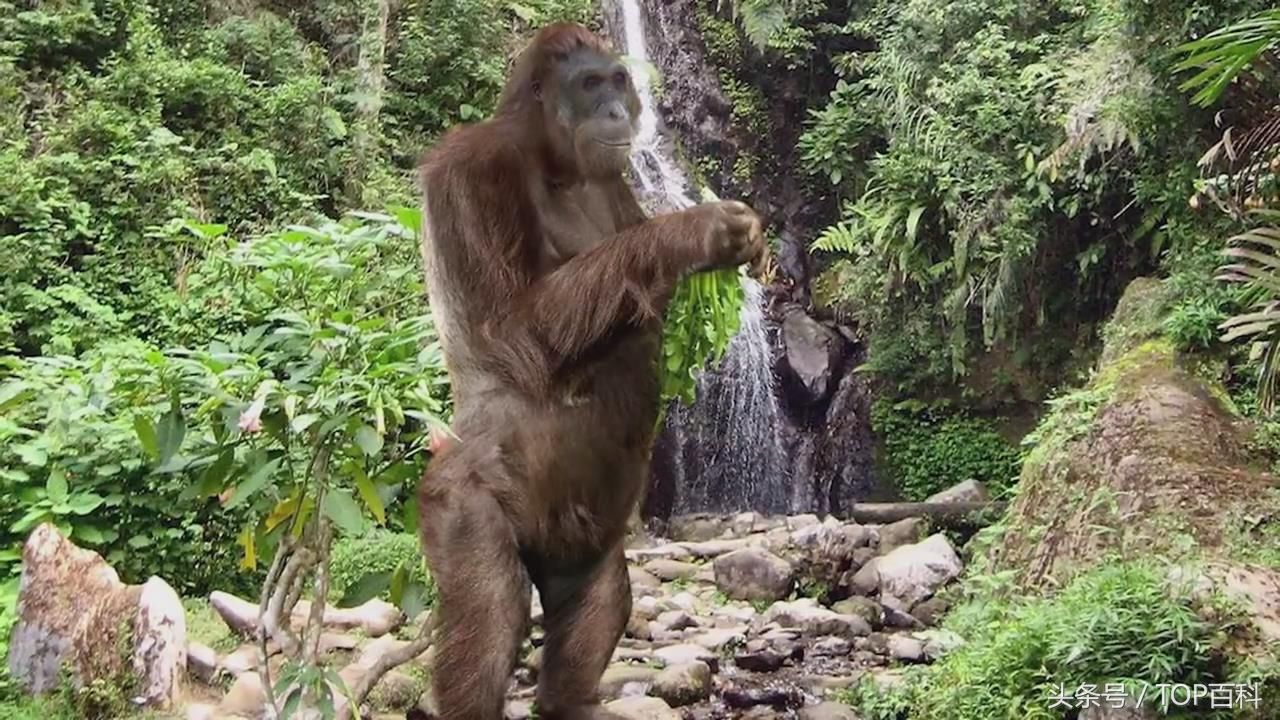 巨猿  在史前丛林这是最大的类人猿.