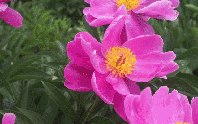 壁纸 花 桌面 640_400 gif 动态图 动图