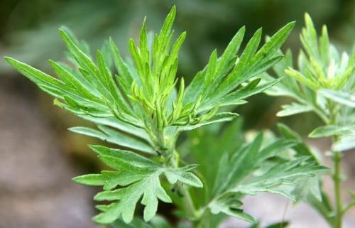 野艾蒿的功效也非常强大,能够辛温散寒,理气行血的作用,还能够调理