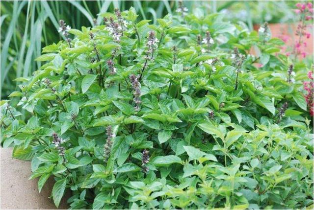 罗勒还可以和牛至,百里香,鼠尾草混合使用加在热狗,香肠,调味汁或比萨