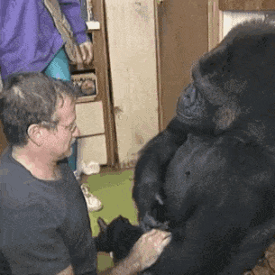 他是全世界最聪明的大猩猩……47年没有宝宝的它,最近