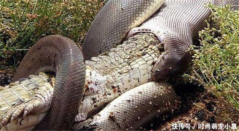 蟒蛇张开血盆大口吞下整条鳄鱼,被撑得身体都变形了,真怕被撑破
