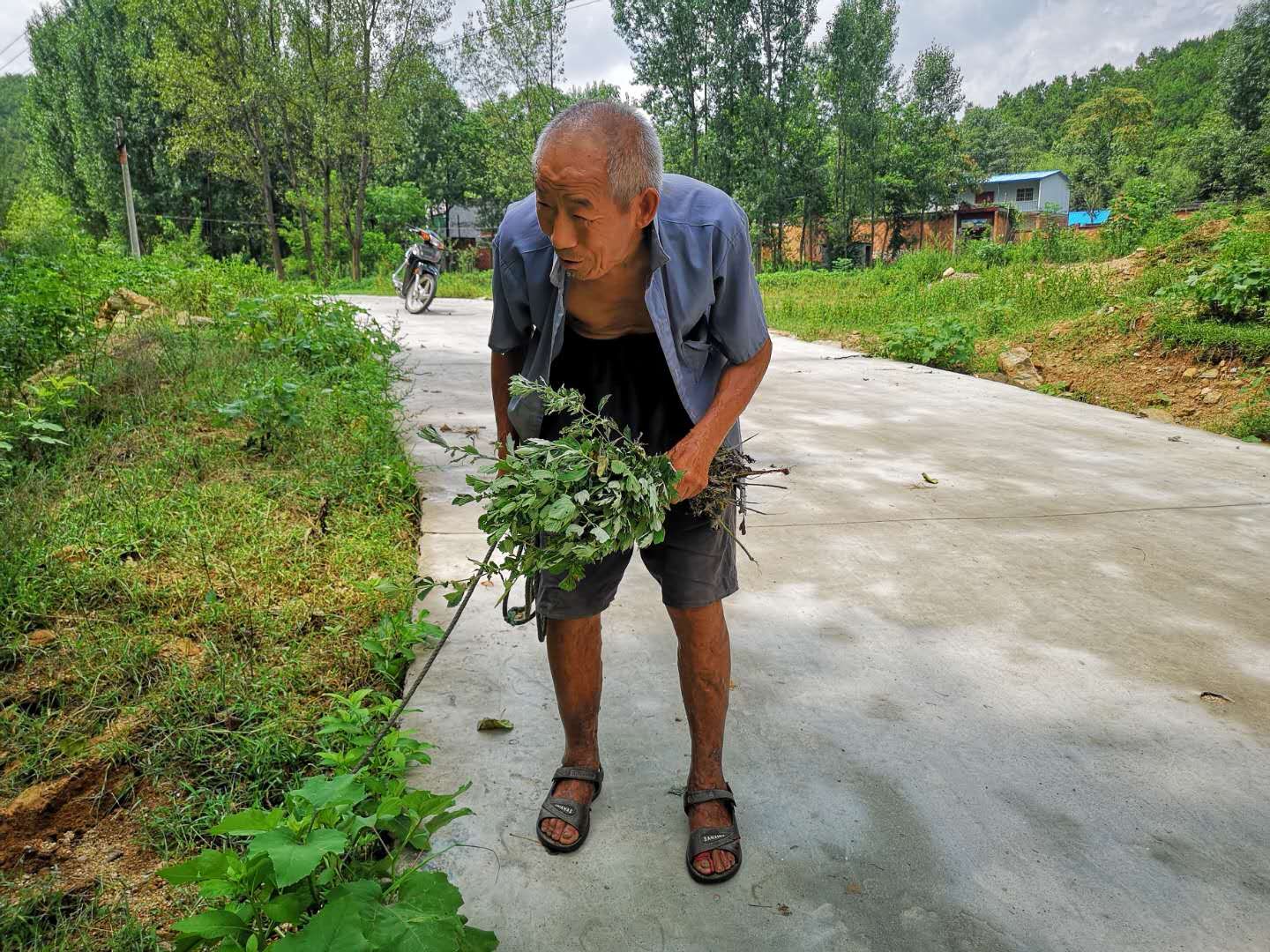 农村89岁的张大爷,家里两个儿子三个闺女为什么还要去地里放牛?