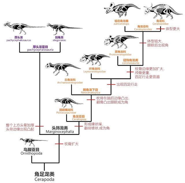 为什么吃肉的哺乳动物都是四条腿跑,吃肉的恐龙就都是两条腿跑?