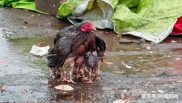 "落汤母鸡"风雨中保护幼崽视频被疯传 网友:再也不吃鸡了