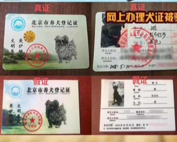 网上办理犬证被骗 通州警方快速破获诈骗案