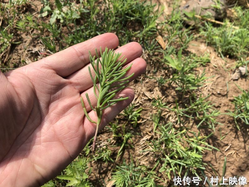 蓬蓬菜味淡性凉,具有清热解暑,润肠通便,护肝的作用,要医治于高血压