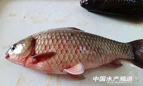 鲫鱼出血性疾病病因及防控方法
