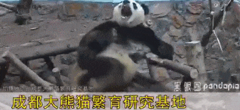 爆笑gif图:这样的老师给我上课,我想绝对没有人会逃课