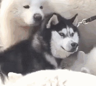 萨摩:叫你平时嚣张,这下看你还有什么办法,二哈:可爱的小天使们,我们