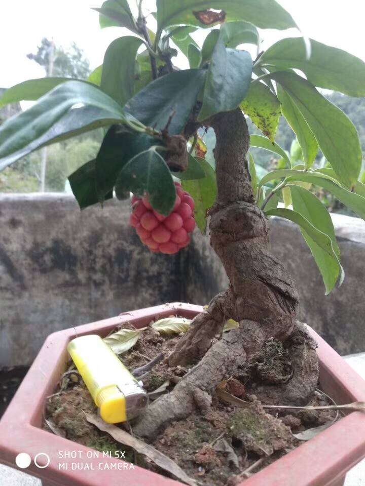 小盆景树桩中,有的盆友很钟情五味子树桩盆景,不错!