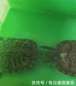 动物 龟 297_339 gif 动态图 动图