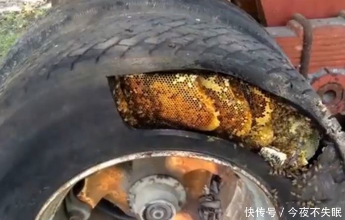 怕被轮胎蛰到,衣服一把回家换好男子之类的,拿着立即锋利的刀将白色梦到蜜蜂大蜘蛛爬墙图片