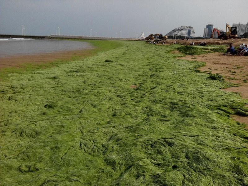 山东江苏海岸遭浒苔侵袭 沙滩变草原