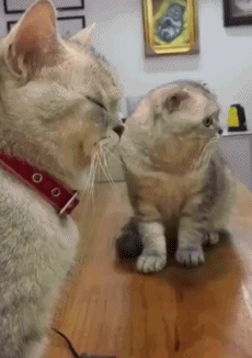 搞笑gif:出车祸没受任何伤,妹子很开心甚至想跳一支舞