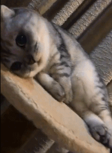 这算是眉清目秀吗?