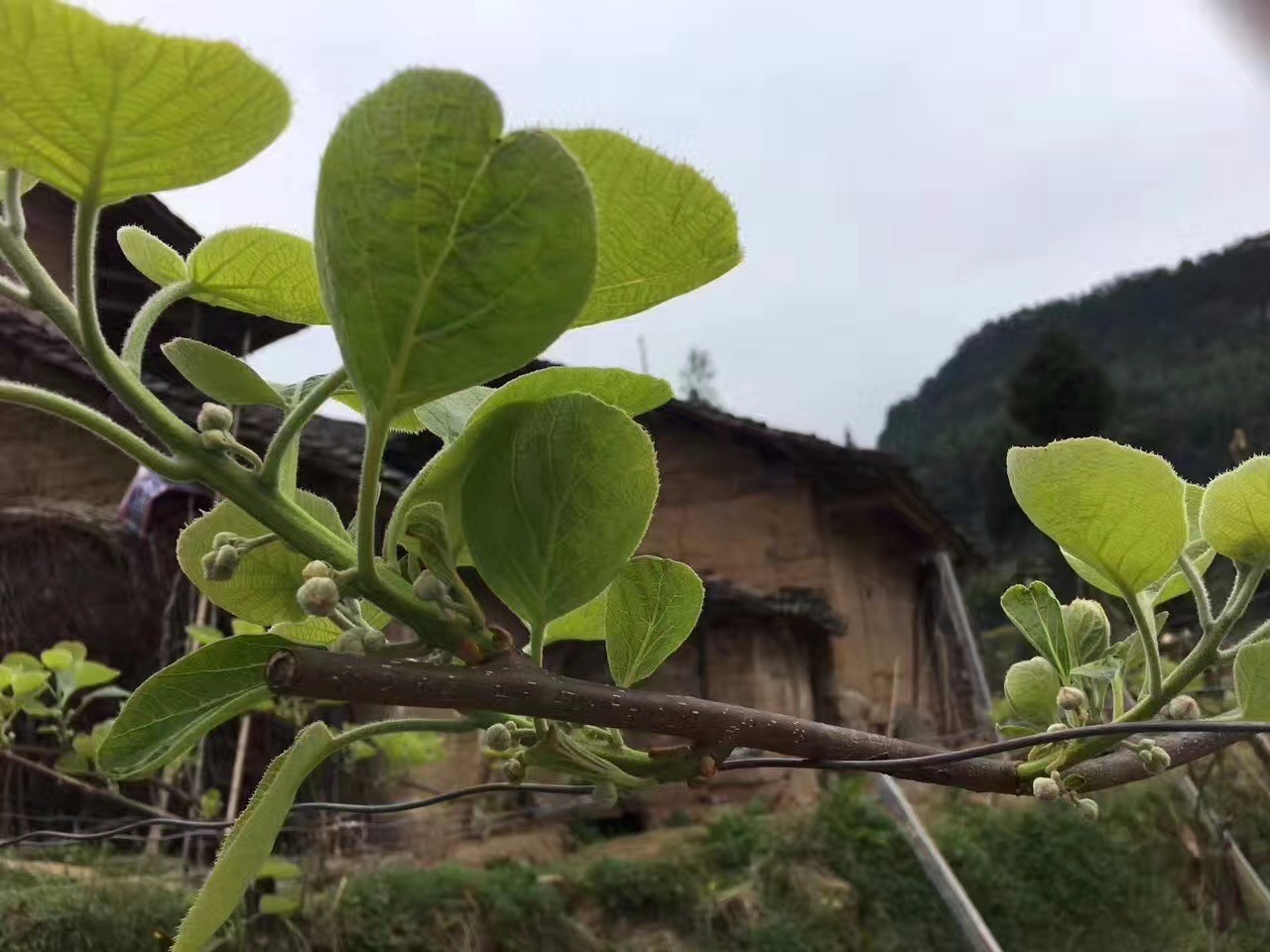 苍溪红心猕猴桃火热上市啦图片