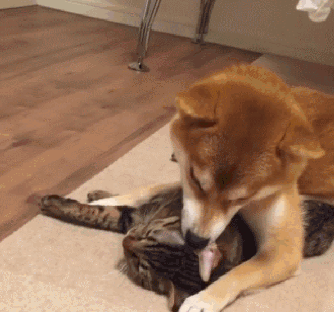 壁纸 动物 狗 狗狗 1080_1009 gif 动态图 动图