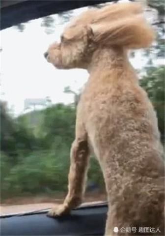 搞笑gif趣图:千万不要让逗比穿上这身衣服 搞笑gif趣图:第一次做饭