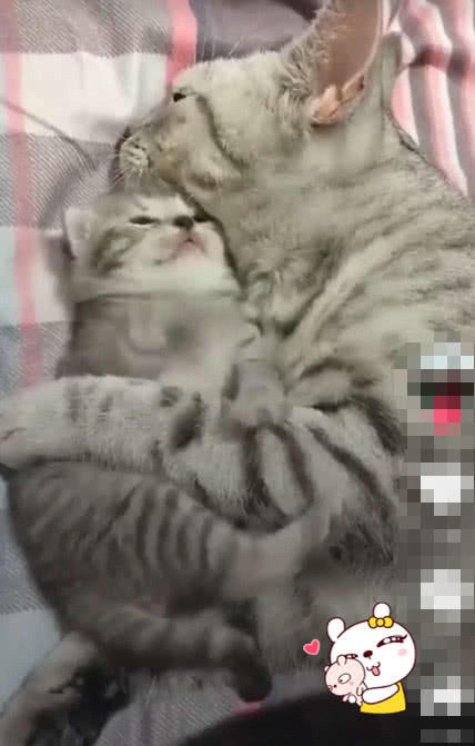 抖音走红一对猫母女,当妈妈睡觉后你也休想玩,跟小时的你像吗?
