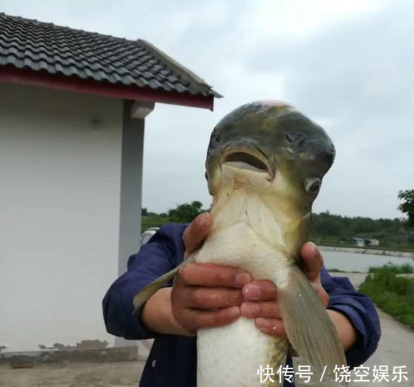 鱼塘长出大头怪物,村民谁敢吃免费送