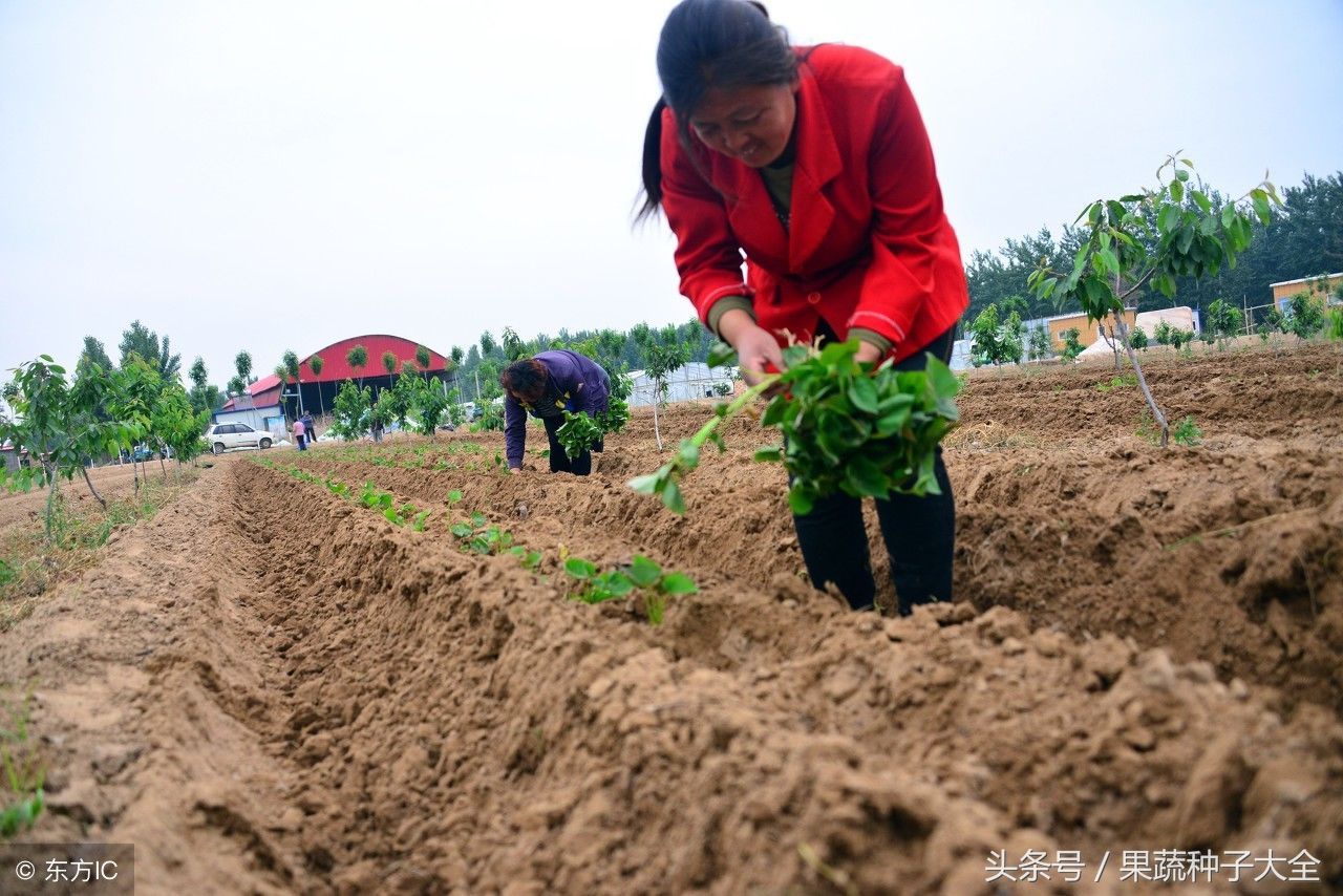 农村种植红薯,对于田地起不起垄有何说法?