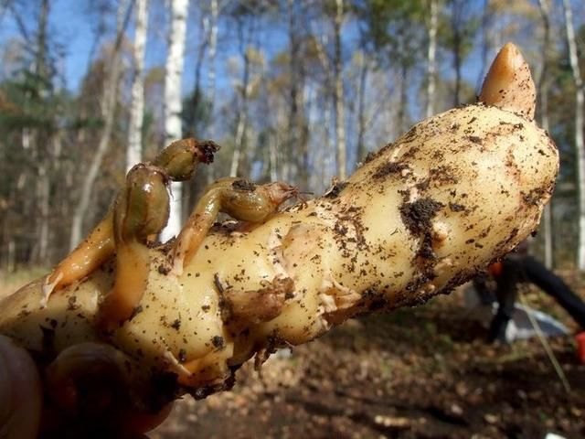 这是深山里特有的"野土豆,营养价值可比肩灵芝,知道的没几个