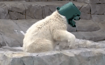 淘气的北极熊这次真的悲剧了