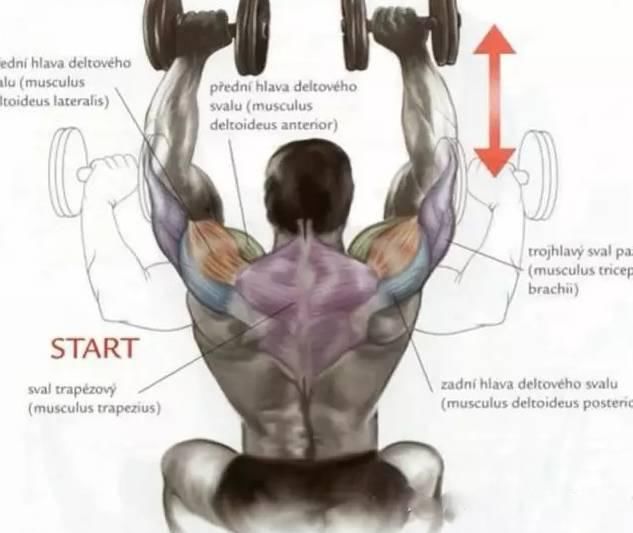 哑铃推肩小臂无法垂直原因是什么?