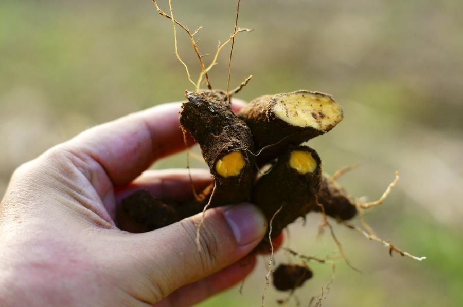 农村一种人们称其为"火头根"的植物,是种能解毒消肿的