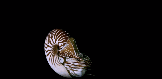 bbc纪录片里的奇葩动物:媚俗的可爱千篇一律,有趣的奇葩万里挑一