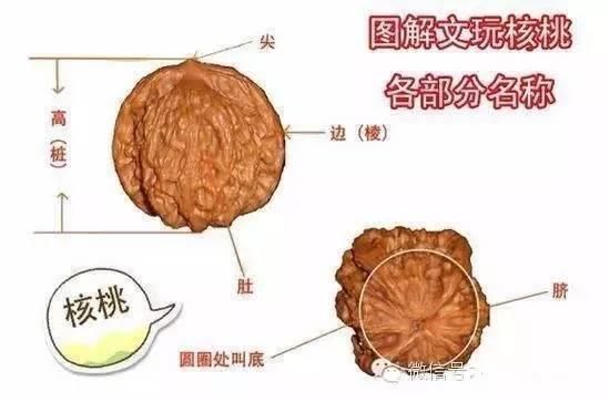 你会量核桃尺寸吗?