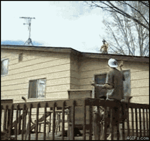 搞笑gif图:好看的皮囊千篇一路,有趣的灵魂唯独逗比