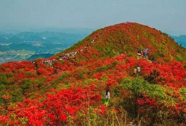 by/老成的旅程 置身花海,到处红彤彤的杜鹃花让人心醉,置身花海,仿佛