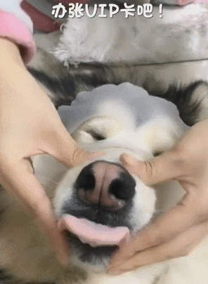 大王爆笑gif趣图:国宝你能不能正经点,拍照呢