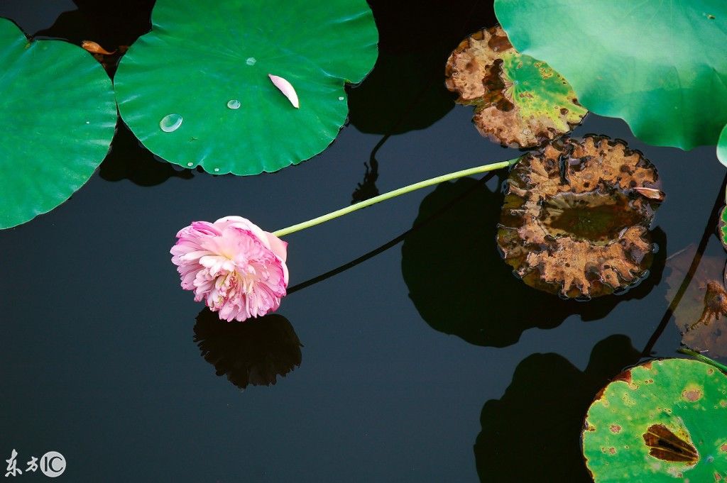 圆明园发现花中珍品"并蒂莲"双生花,有缘看到是幸福